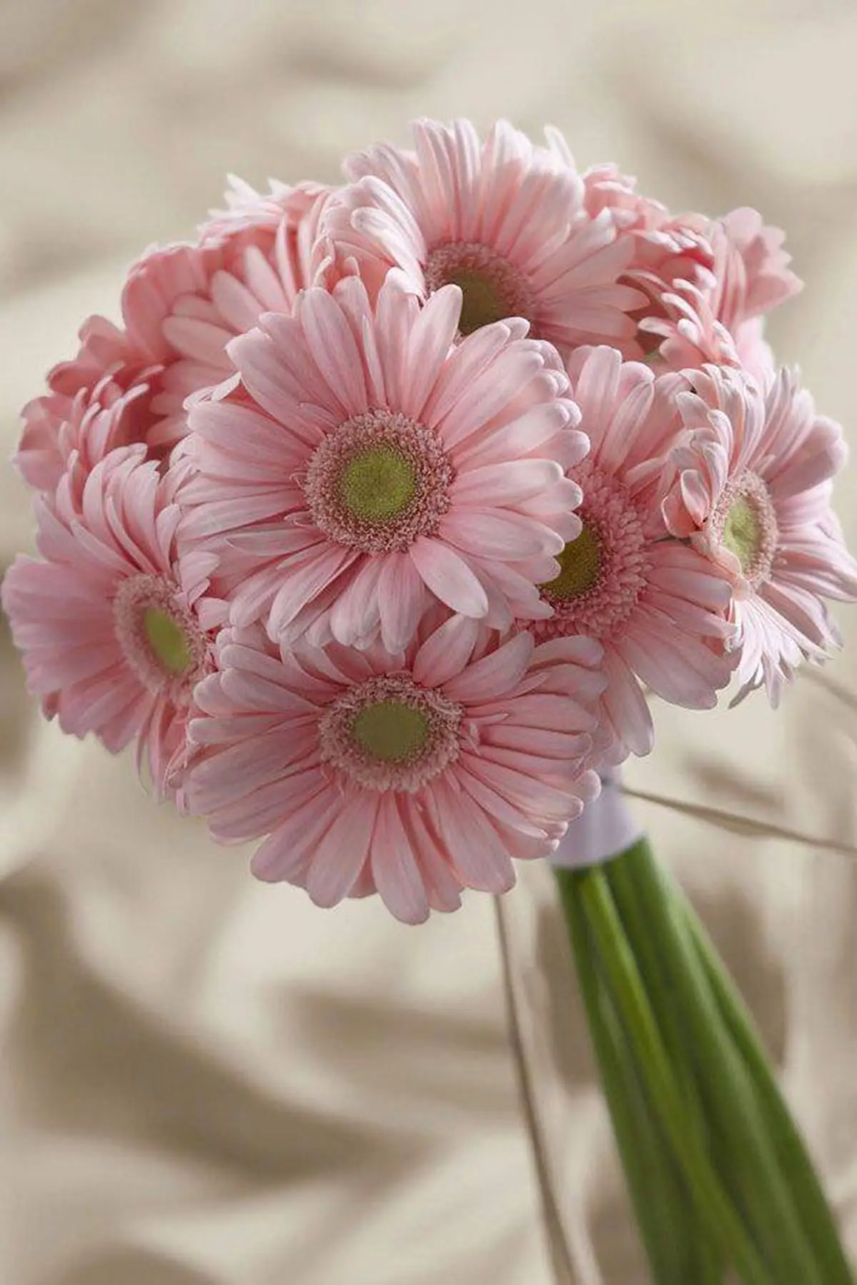 دسته گل عروس با گل عروس 