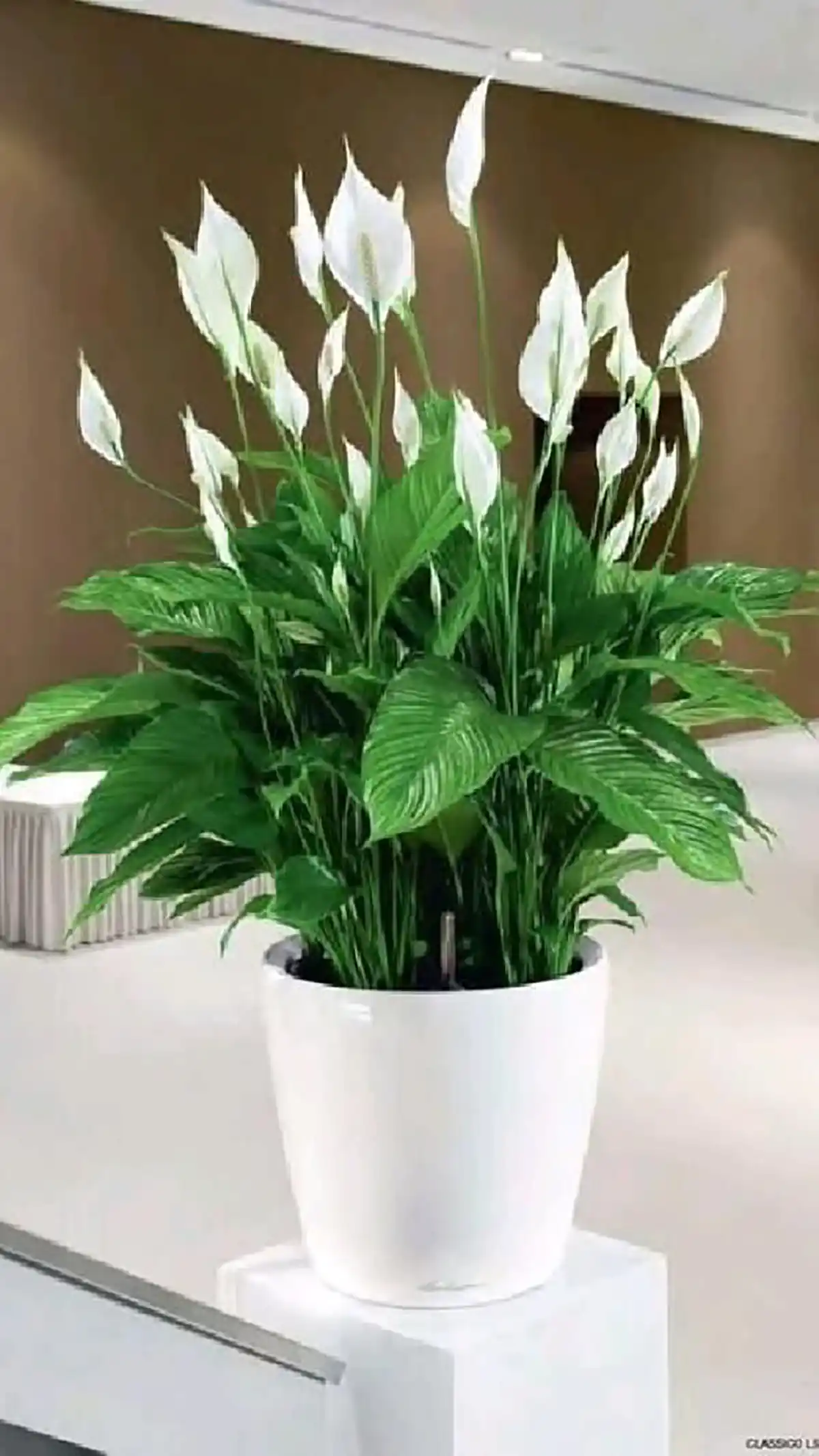 اسم گل های معروف 