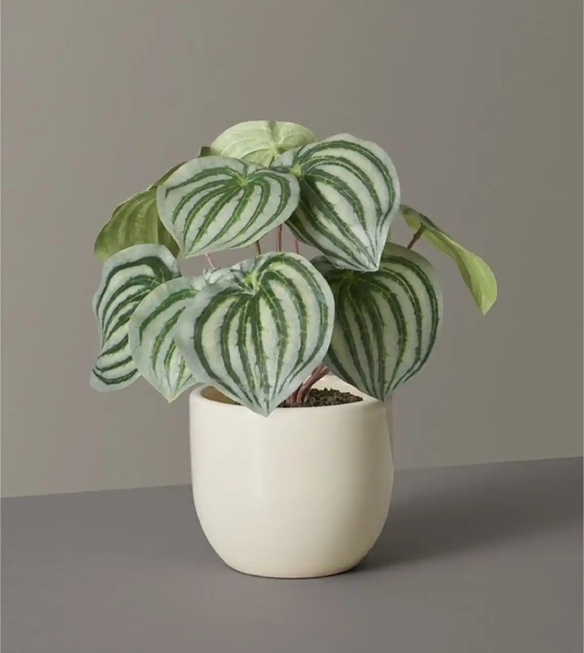 گیاهان آپارتمانی گلدار
