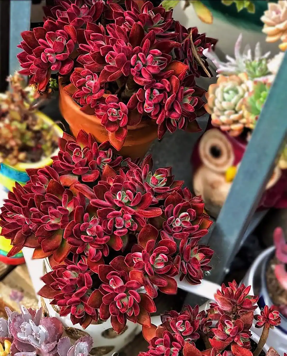 گل رومیزی کوچک خرید گل برای محل کار گل و گلدان رومیزی شیک گل رومیزی اداری گل مناسب محل کار گل رومیزی مصنوعی شیک