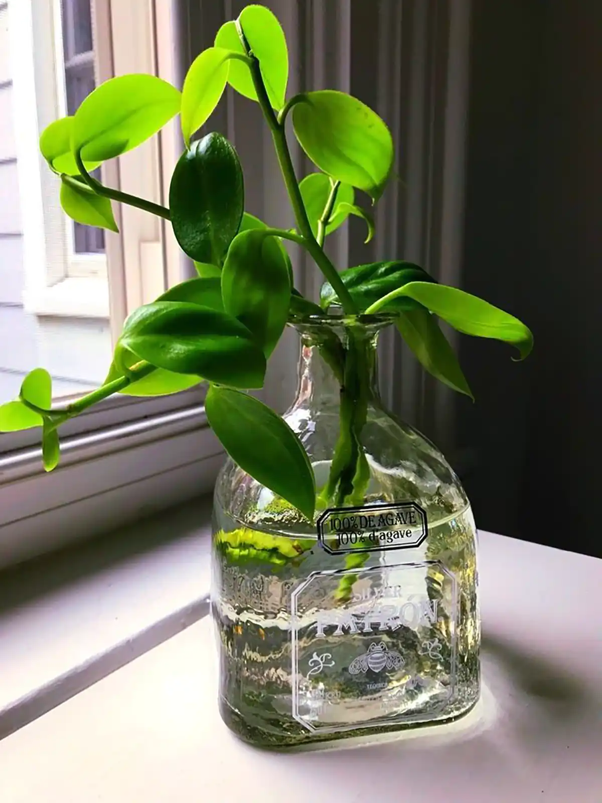 گلدان شیشه ای رومیزی گلدان شیشه ای استوانه ای گلدان شیشه ای جدید گلدان شیشه ای بزرگ